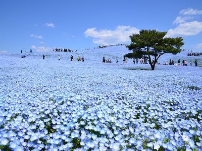 ひたち海浜公園