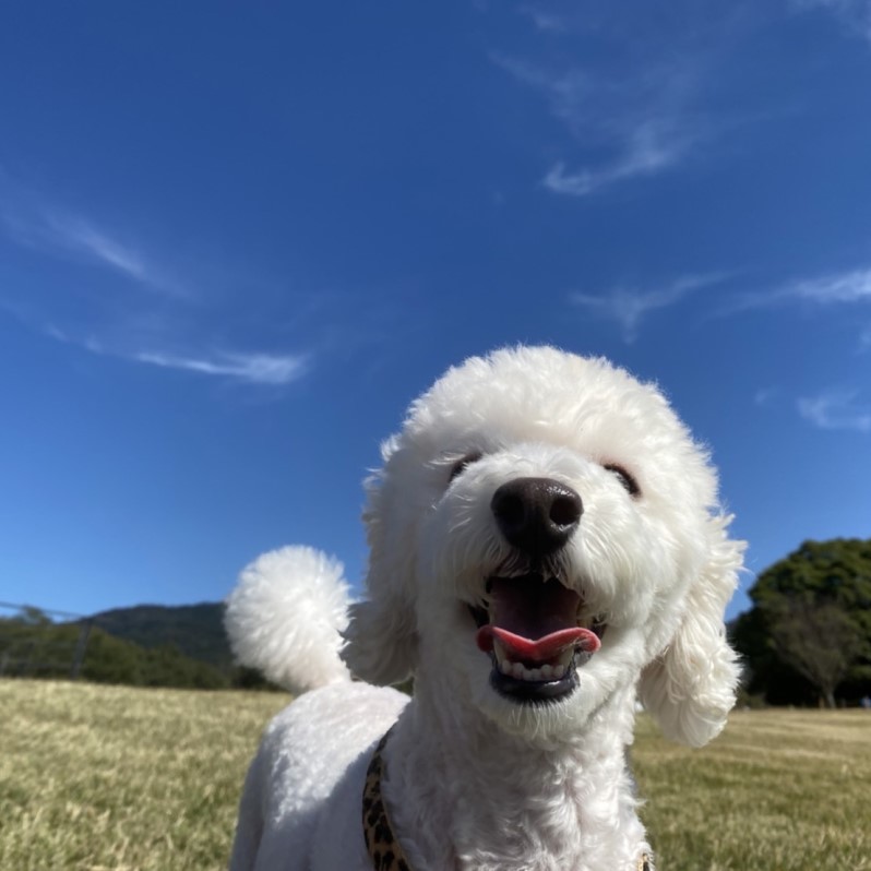 青空の下で走る犬