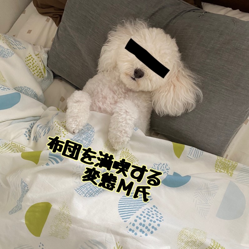 布団で仰向けに寝る犬