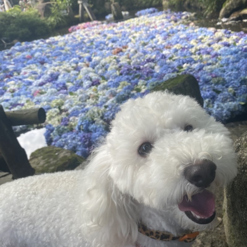 アジサイの前にいる犬