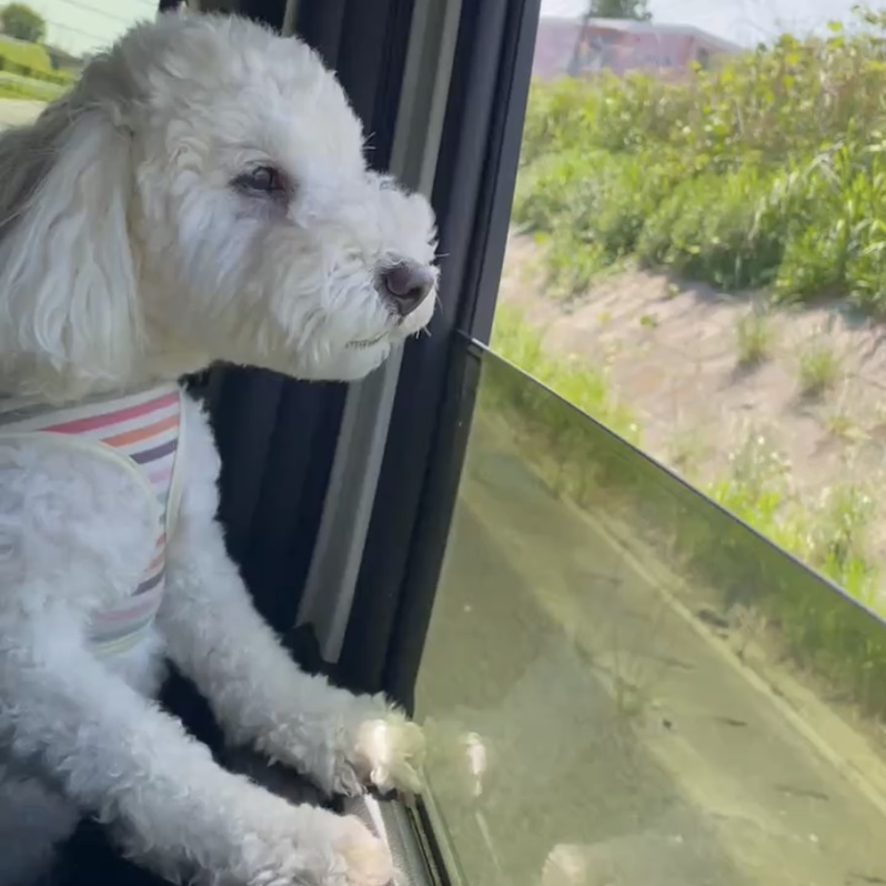 車の窓から外を眺める犬